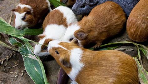 Guinea Pigs For Sale At Petco
