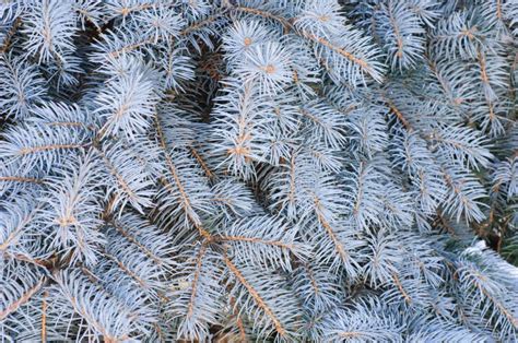 Blue Spruce Branch Background Stock Photo Image Of Forest Loppings