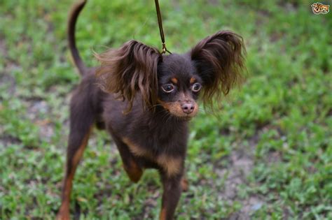 Russian Toy Terrier Dog Breed Facts Highlights And Buying