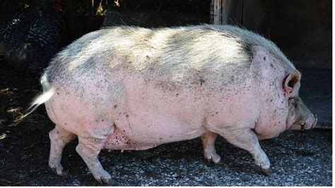 Pot Bellied Pig Tortured Spray Painted Blue In Kentucky Wftv