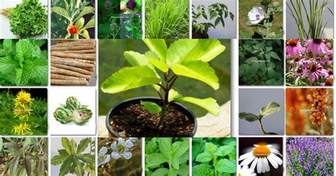 Top 10 Best Medicinal Plants I Top Ten List