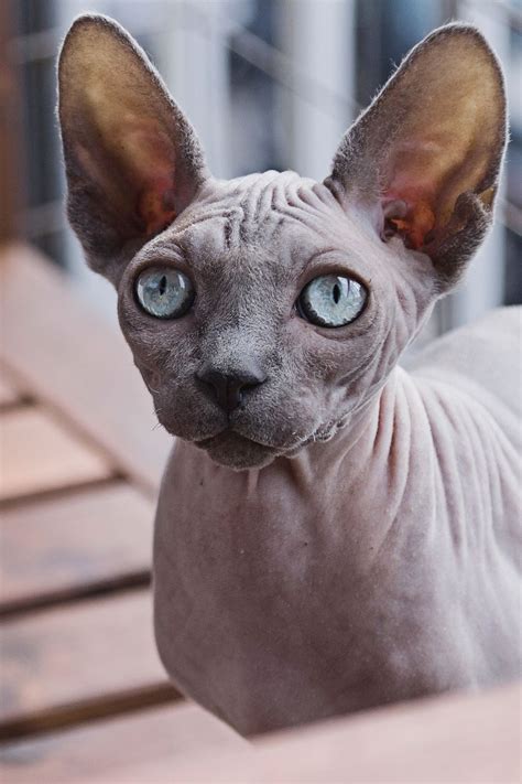 Egyptian Hairless Cat Breeds Dogs And Cats Wallpaper