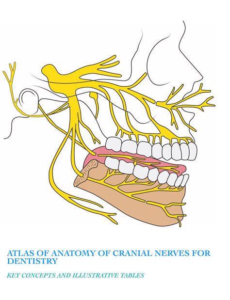 Atlas Of Anatomy Of Cranial Nerves For Dentistry Docslib