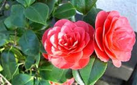 Alabama Beauty Camellia 1 Gallon Shrub Perennial Plants Togogarden