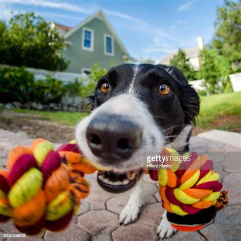 Dog Playing Tug Of War Photos And Premium High Res Pictures Getty Images