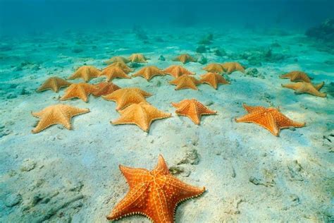 Estrellas De Mar Cozumel Snorkeling Energy Pyramid Orgonite Pyramids