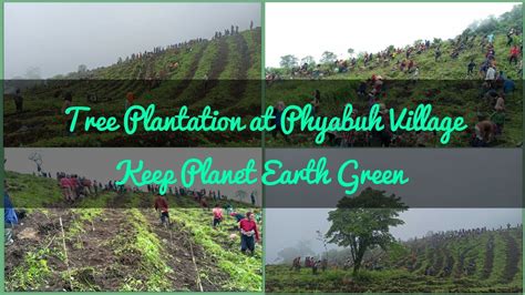 Oaktree Tree Plantation At Phyabuh Phuba Khuman Village Manipur
