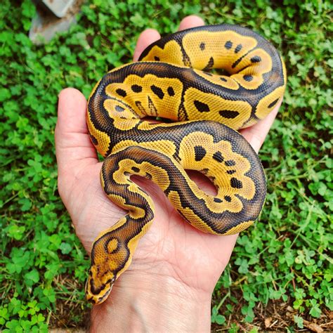 We did not find results for: Lace Clown Pos Blade Ball Python by Rehker Reptiles ...