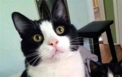 中华田园猫品种大全 可爱的橘猫竟然是中国的!_小可爱宠物网