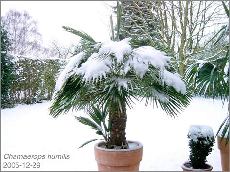 Palms And Snow Cold Hardy Palms Palmtalk