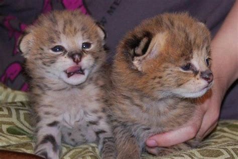 Buy and sell on gumtree australia today! Exotic cats Serval, Savannah, kittens for sale for Sale in ...