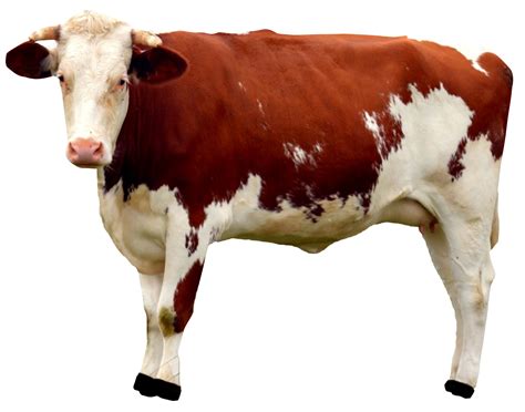 Cow Png Image Free Download
