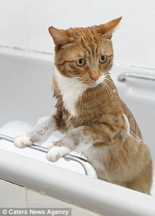 Simba The Ginger Kitten Loves Nothing More Than A Long Soak In A Bubble Bath Daily Mail Online