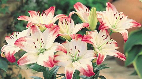 Fun Facts About Lilies Ferns N Petals