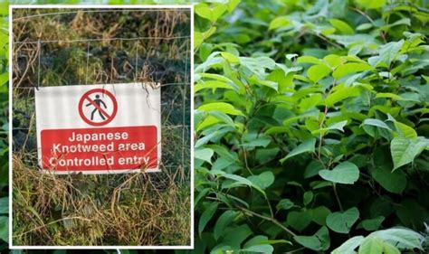 Japanese Knotweed Warning As Weed Starts To Grow Signs To Look For Uk