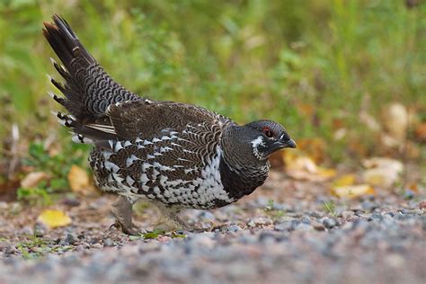 Spruce Grouse In The Superior National Forest The Photonaturalist
