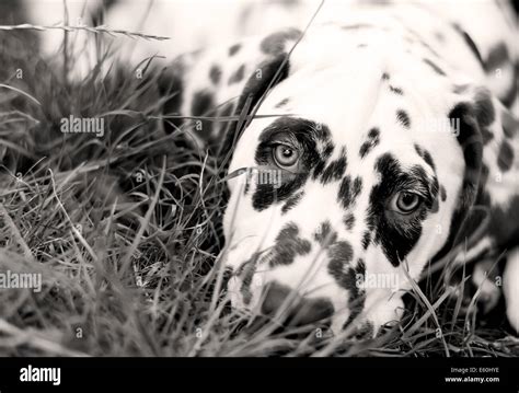 Liver Dalmatian Hi Res Stock Photography And Images Alamy