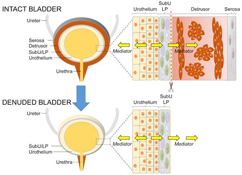 A Decentralized Ex Vivo Murine Bladder Model With The Detrusor Muscle Removed For Direct