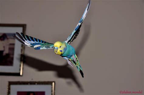 Flying Rio Pet Birds Blue Parakeet Parakeet