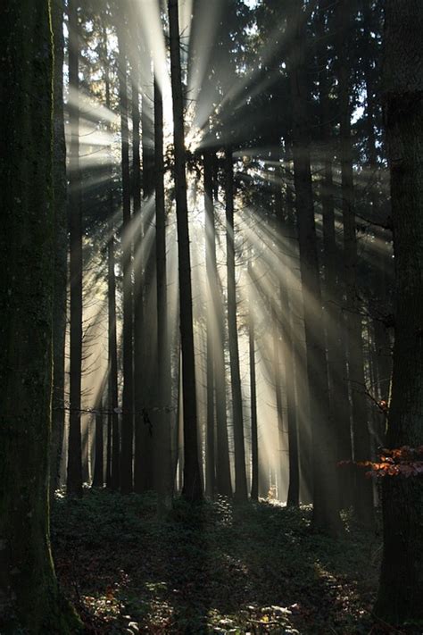 Forest Sunbeam Fog · Free Photo On Pixabay