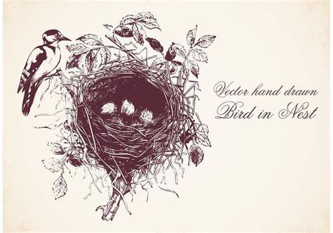 Free Hand Drawn Bird In Nest Vector How To Draw Hands Free Hand