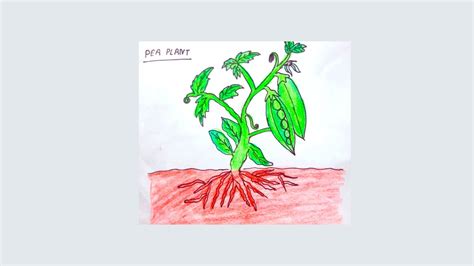 How To Draw Pea Plant How To Draw Easy Pea Plant Youtube