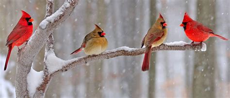 20 Best Winter Bird Photos Ever