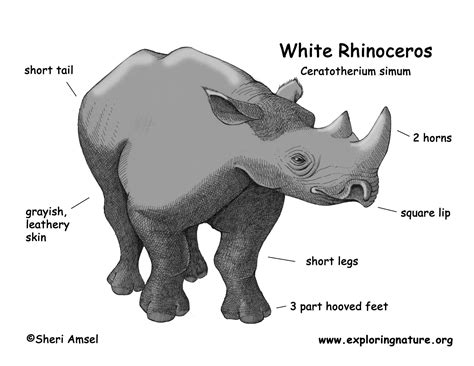 These simple visual representations all. Rhinoceros (White)