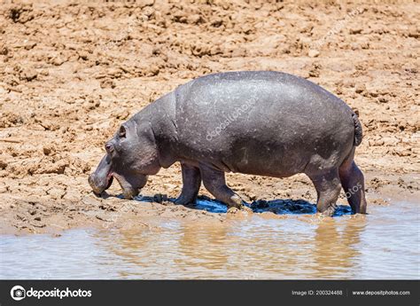 Hippo Watering Hole Caprivi Strip Namibia — Stock Photo © Binty 200324488