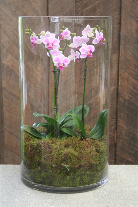 Orchid Phalaenopsis Display Vase Palmland Orchid Flower