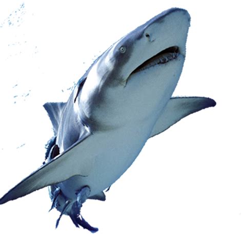 Shark Png Transparent Images Png All Images