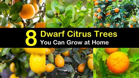 How To Grow Dwarf Citrus Trees In Containers