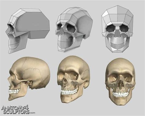 Skull Reference Skull Anatomy Anatomy Reference