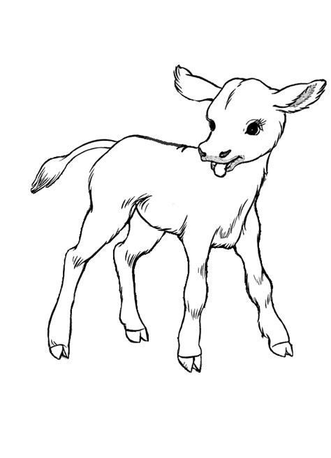 Cow Coloring Page Cute Baby Calf Cow Coloring Pages Farm Animal