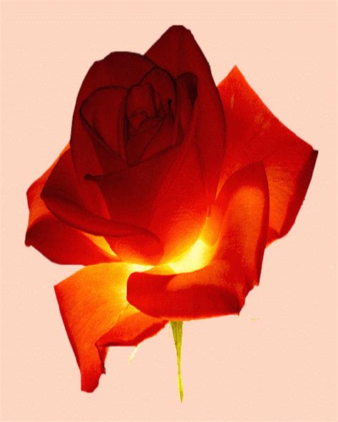 Bunga Tulip Dari Kertas Hvs  My Xxx Hot Girl
