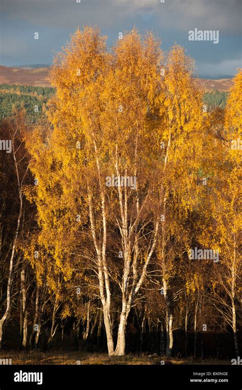 Silver Birch Autumn Hi Res Stock Photography And Images Alamy
