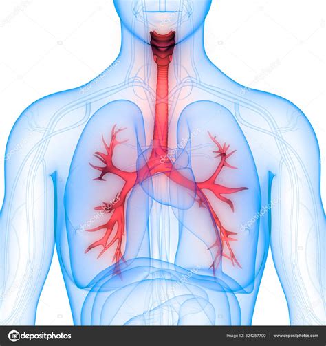 Sistema Respiratório Humano Anatomia Pulmonar Fotos Imagens De