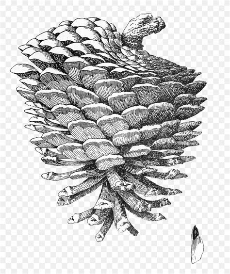 Pine Drawing Clip Art PNG 1963x2345px Pine Art Black And White