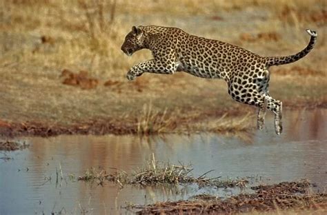 Leopard Jumping Across Water Crh 776 Leopard Jumping Across Water