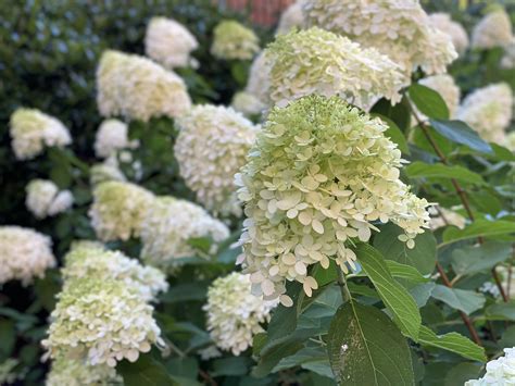 Quilted Blooms In Bloom 16 Limelight Hydrangea