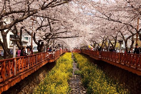 best time to see cherry blossom in south korea 2024 rove me