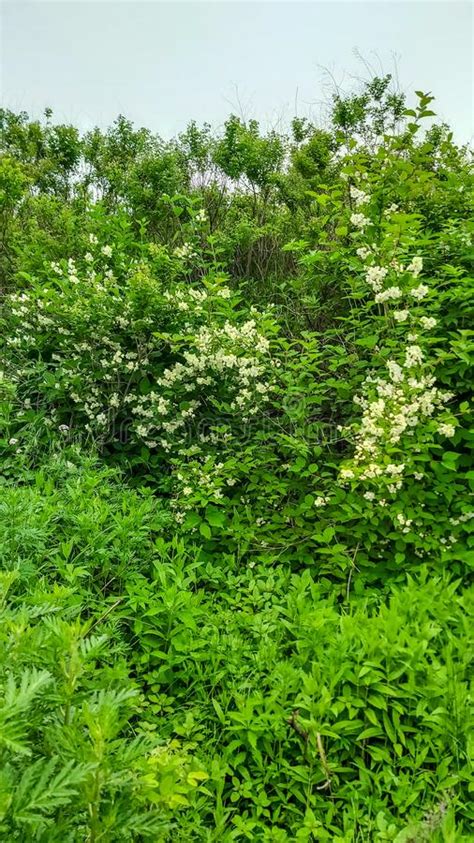 Wild White Flowers Among Green Grass Stock Image Image Of Season