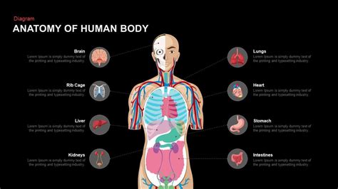 anatomy of the human body powerpoint template and keynote slide