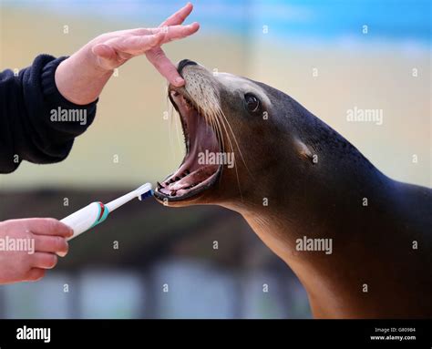 Sea Lions Teeth Cleaned Hi Res Stock Photography And Images Alamy