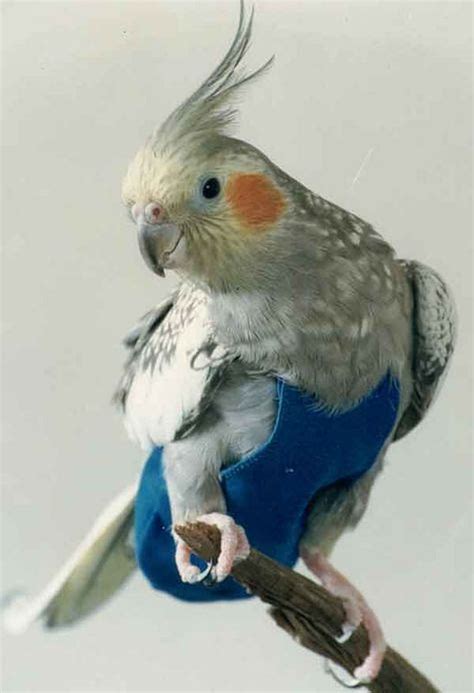 Stunning 20 The Best Pet Birds For Kids 20 The