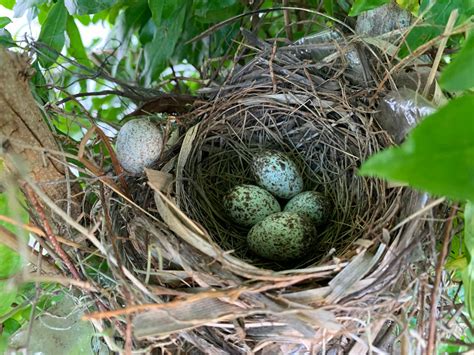 When Do Cardinals Lay Eggs Birdwatching Buzz