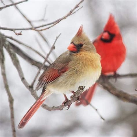Northern Cardinal Pair Wildlife Photos Beautiful Birds Bird Photography
