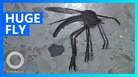 Monster Mosquito Found In Argentina Tomonews Youtube