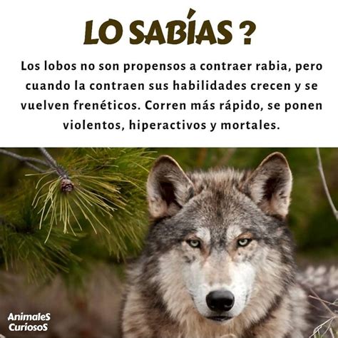 Introducir 73 Imagen Datos Curiosos Sobre Los Lobos Abzlocalmx