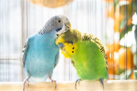 Blue Parakeets A Complete Guide To Prepare For One Purepetvibes